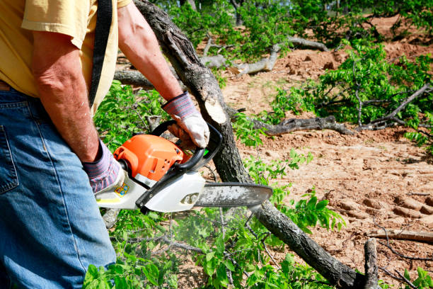 Best Best Tree Removal Services  in Rock Springs, NM